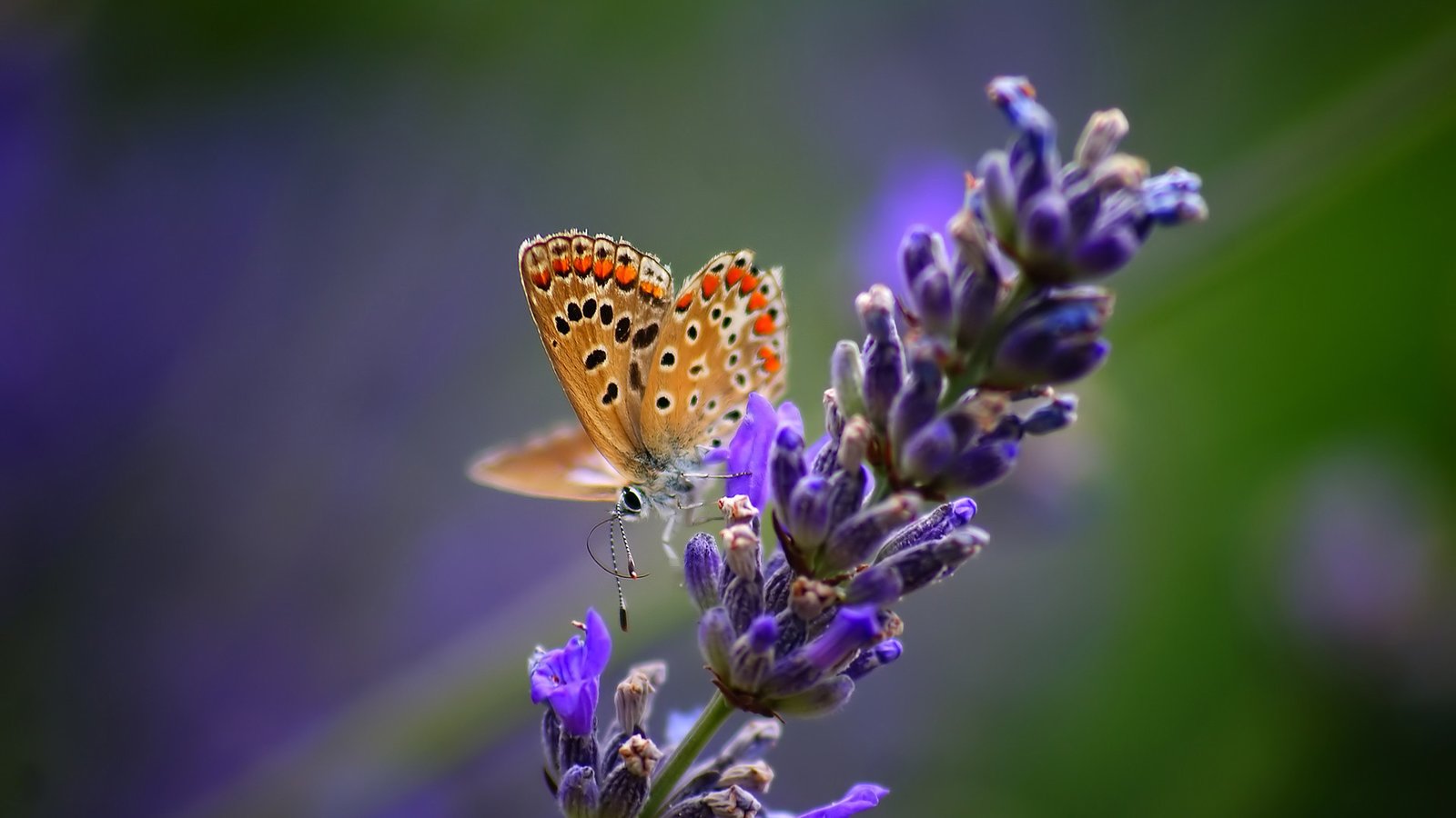 免费网站统计 - 免费的网站统计平台