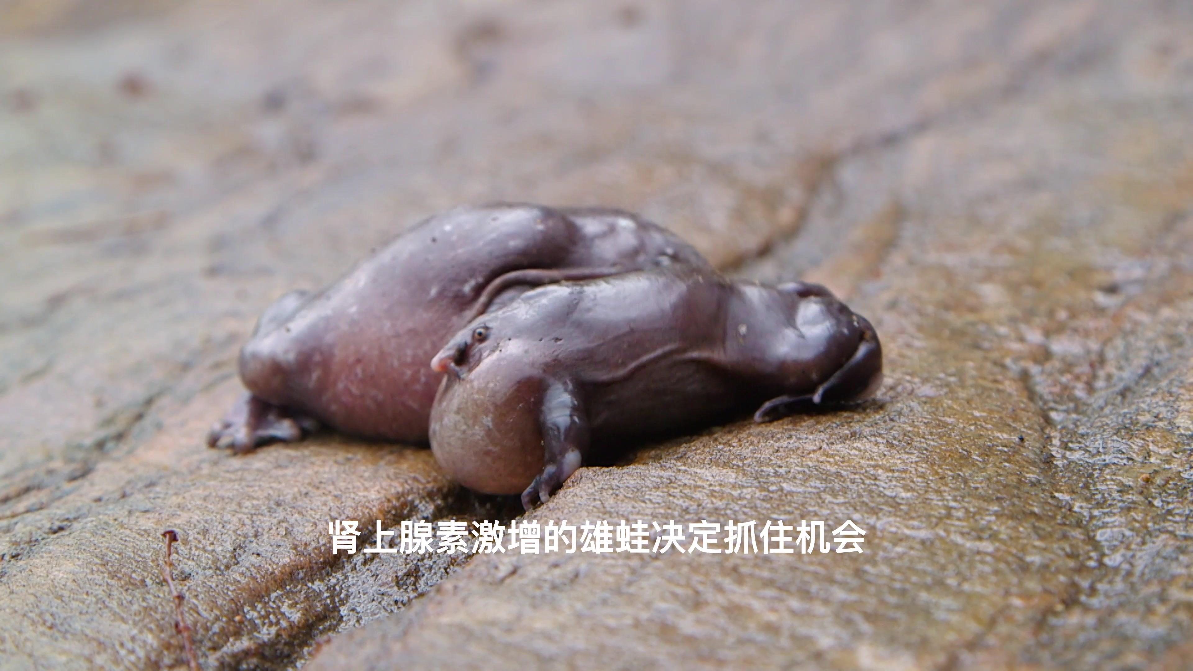 蛙类的秘密生活