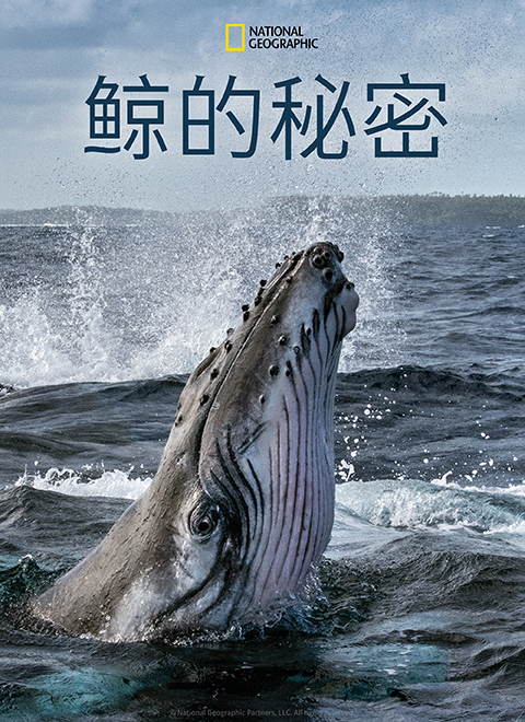 鲸的秘密第一季（Secrets of the Whales）