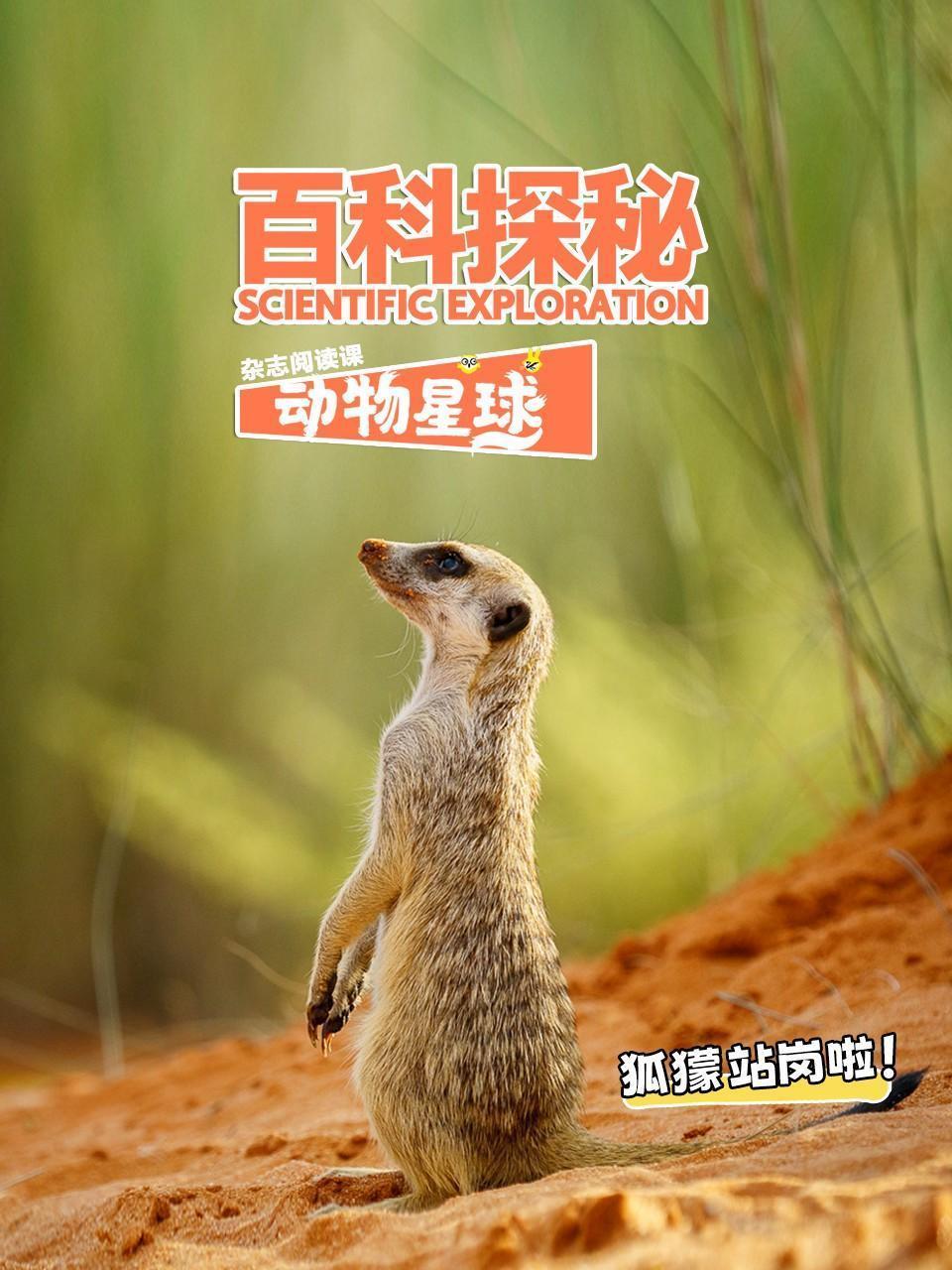 百科探秘动物星球：狐獴站岗啦！