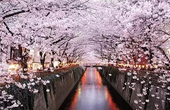 又到一年樱花季 带你看日本赏樱好去处 