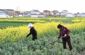 春暖花开 南通海安村民抓住时机除草播种