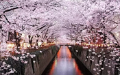 又到一年樱花季 带你看日本赏樱好去处 