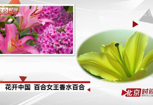 花开中国之百合