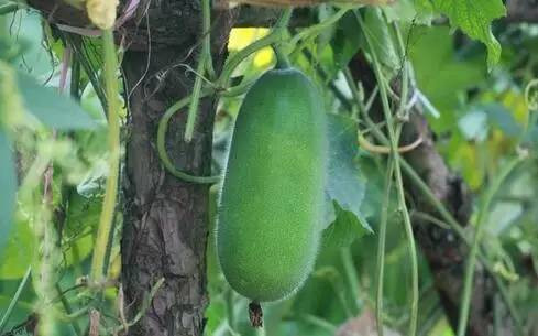 秋后吃三瓜 虫草都不如它 不要以为是南瓜