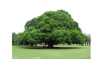 三年级上册综合实践表格式教案_教科版三年级科学上册表格式教案_人教版三年级上册综合实践教案