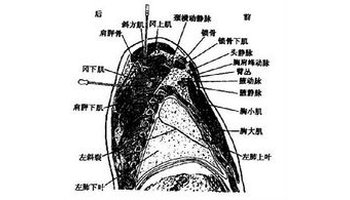 冈下肌infraspinatus,位于冈下窝内,肌的一部分被三角肌和斜方肌