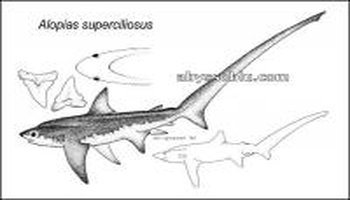 名 025 alopiidae  模式种产地 mediterranean sea 大陆名 弧形长尾鲨