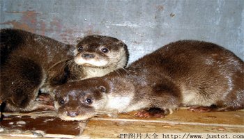 简介 巨獭(学名pteronurabrasiliensi")是一种水栖食肉哺乳类,原产于