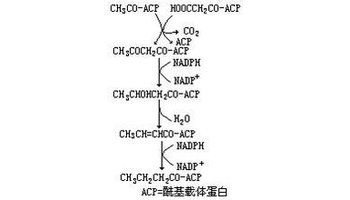 脂肪酸合成酶