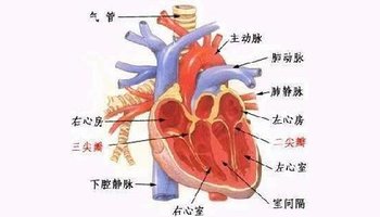 在左边的叫"左心室,在右边的叫"右心室,壁厚,肌肉发达.左心室