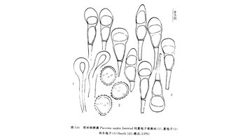 形态特征 周丝柄锈菌 夏孢子堆生在叶下面,短线形排列,短圆形,长约0.