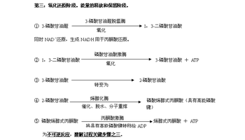 无氧代谢