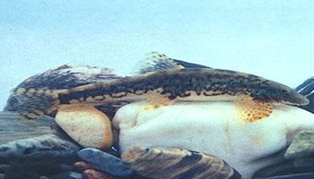 原缨口鳅
