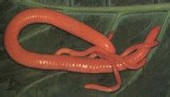 真蚓科caeciliidae:蚓螈目的一科.