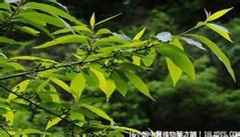 别名:过山香,满山香,毕澄茄子根,山苍根,毕澄茄. 植物名:山鸡椒.
