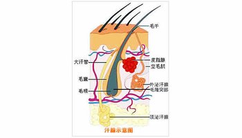 顶泌汗腺