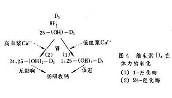 只有在肝内转变成25-(oh)-d 3,再在肾内转化成1,25-二羟胆钙化醇〔1