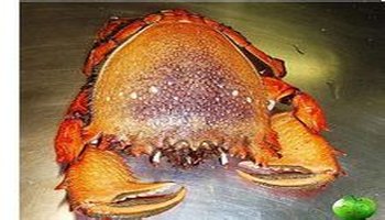 巨大拟滨蟹(俗称皇帝蟹) or(澳洲帝王蟹,澳洲巨蟹)