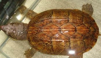 简介 英文名chiapasgiantmuskturtle 拉丁学名staurotypussalvinii