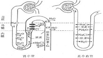 肾小体由肾小球(glomerulus)和肾小囊(bowman"s capsule)组成.