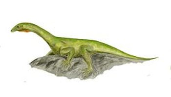 原龙(学名: protorosaurus)是目前已知最早的主龙形下纲动物,生存在晚