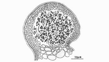 生殖特征四分孢子囊生长在小枝上部一侧,成鞍状,偶有扩展至枝周围者