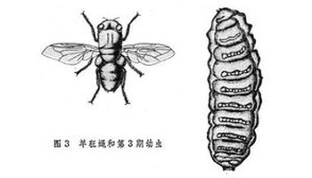 病理概述鼻蛆(peenash),一种寄生虫病,由狂蝇科(oestridae)中的羊狂蝇