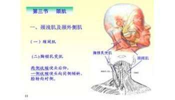 1,颈阔肌:起自胸大肌和三角肌表面的筋膜,止于口角.