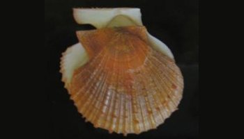 海扇,属软体动物门,瓣腮纲,珍珠贝目 pterioida ,扇贝科pectinidae