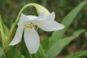 中文学名:香殊兰 拉丁学名:crinum moorei "album" 别称:穆氏文殊兰