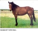 苏维埃重挽马
