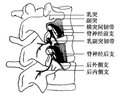 脊神经后支