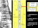 胞间连丝