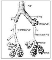 细支气管