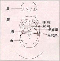 简介     口咽癌是发生于软腭,腭扁桃体,舌根,会厌周围及咽壁等部位的
