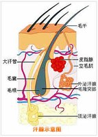 基本介绍     顶泌汗腺主要分布在腋窝,乳晕和阴部等处.