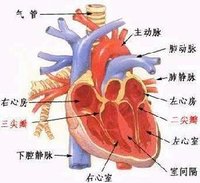 右心房