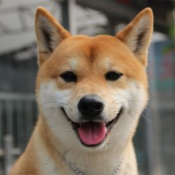 柴犬