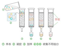 凝胶过滤层析