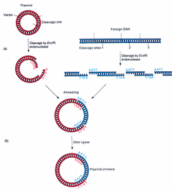 基因工程进展图片
