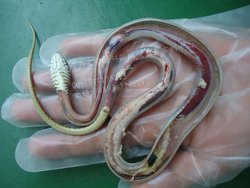 覆灭益虫的生物有哪些