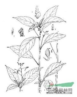 越南凤仙花_360百科