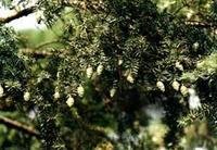 长叶竹柏_360百科