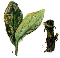 蚕豆锈病_360百科