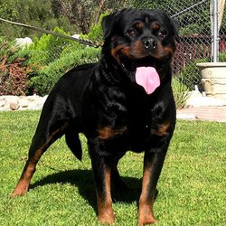 罗威纳犬_360百科