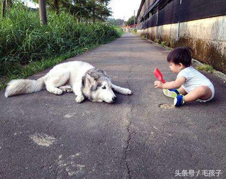 没戴帽子是哈士奇,带上帽子就成了二哈