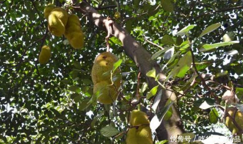 一棵榴莲树结300个果子,为何价格却那么贵?泰