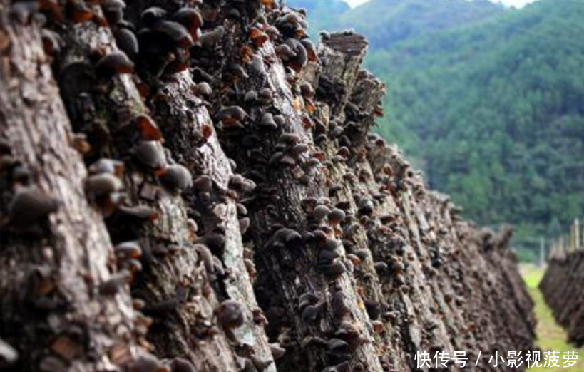 农民靠种植黑木耳赚钱,木桩摆的一排排的,场面
