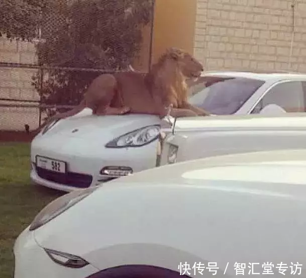 兰博基尼警车、疯狂的建筑、不可思议的宠物......这是迪拜人的生
